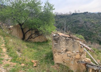 Foto 14 - Terreno agricolo Luzzi - foto 14