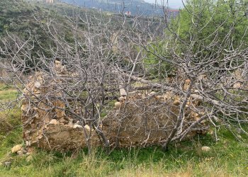 Foto 16 - Terreno agricolo Luzzi - foto 16