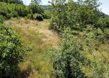 Foto 12 - Terreno edificabile via Oscar cavaliere, Casali del Manco - foto 12