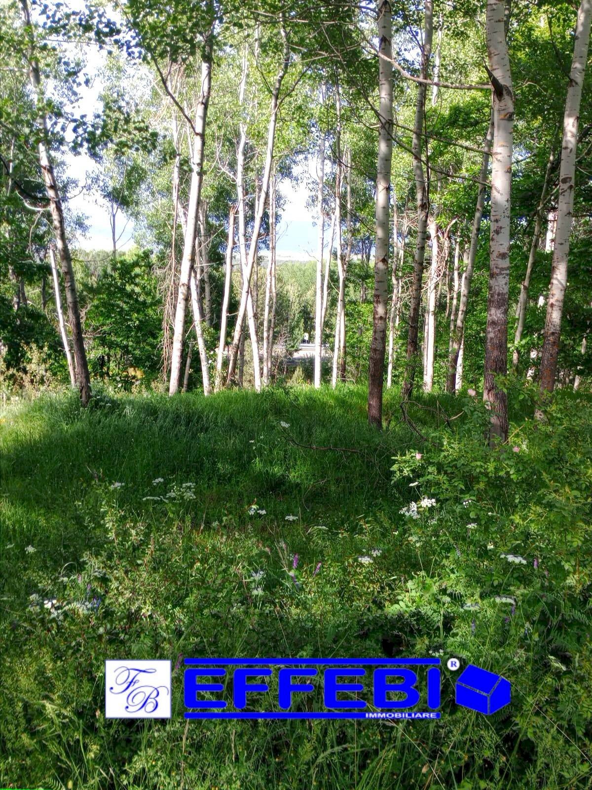 Foto 2 - Terreno agricolo Spezzano della Sila - foto 2