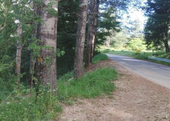 Foto 1 - Terreno agricolo Spezzano della Sila - foto 1