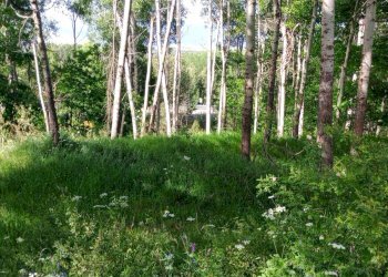 Foto 2 - Terreno agricolo Spezzano della Sila - foto 2