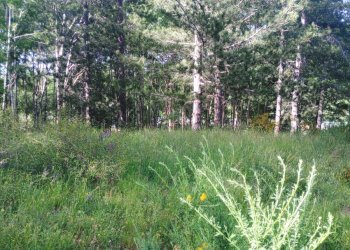 Foto 4 - Terreno agricolo Spezzano della Sila - foto 4