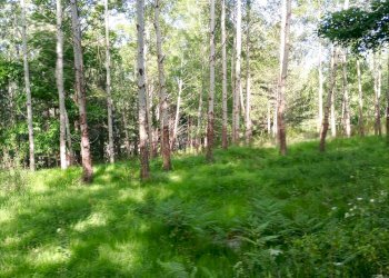 Foto 8 - Terreno agricolo Spezzano della Sila - foto 8