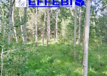 Foto 9 - Terreno agricolo Spezzano della Sila - foto 9