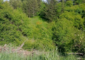 Foto 10 - Terreno agricolo Spezzano della Sila - foto 10