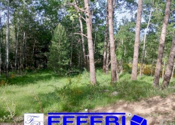 Foto 11 - Terreno agricolo Spezzano della Sila - foto 11