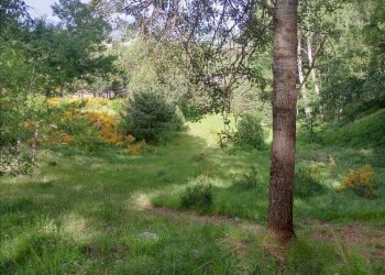 Foto 12 - Terreno agricolo Spezzano della Sila - foto 12