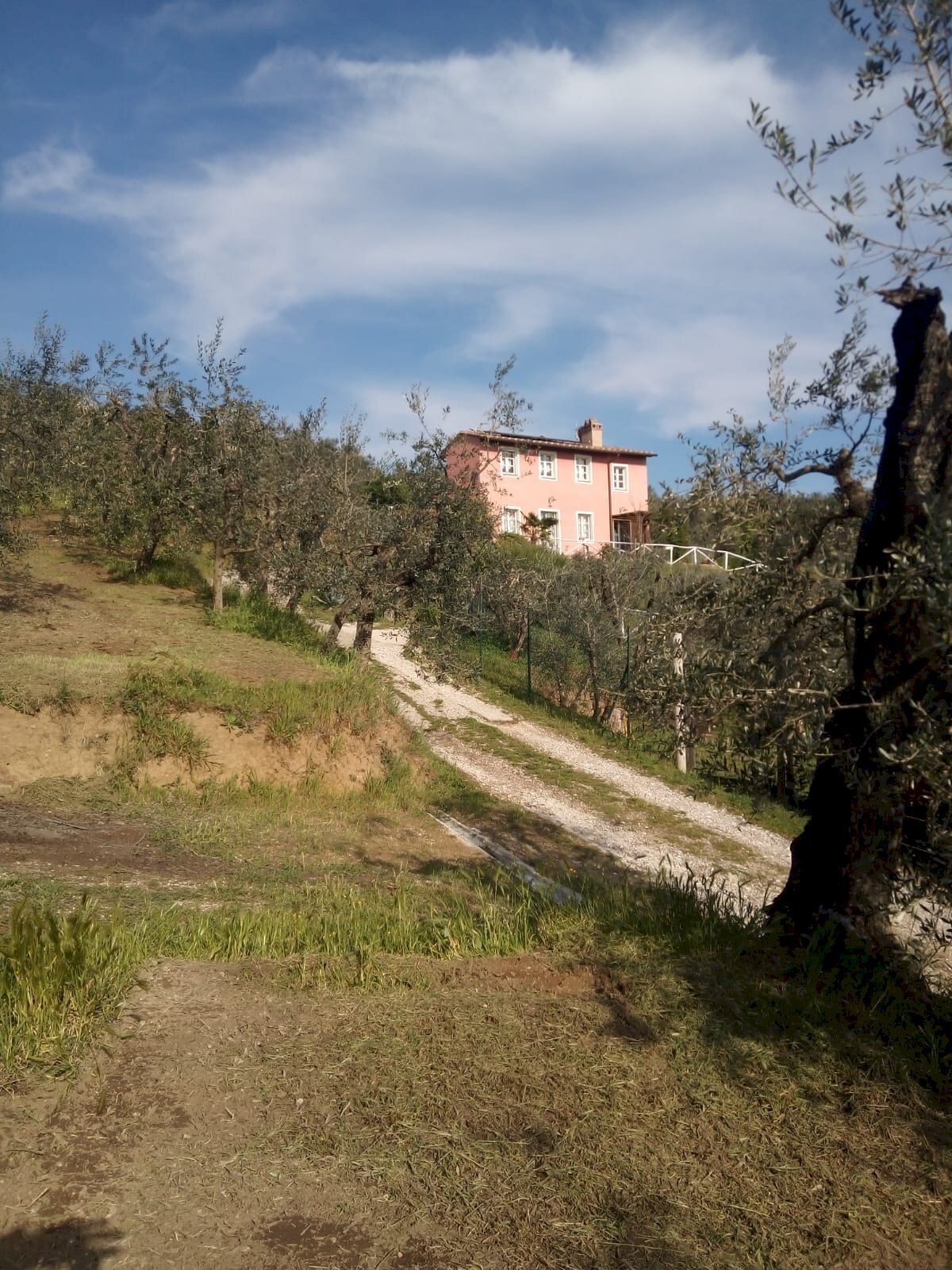 Foto 3 - Terreno agricolo Vinci - foto 3