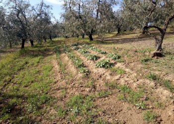 Foto 1 - Terreno agricolo Vinci - foto 1