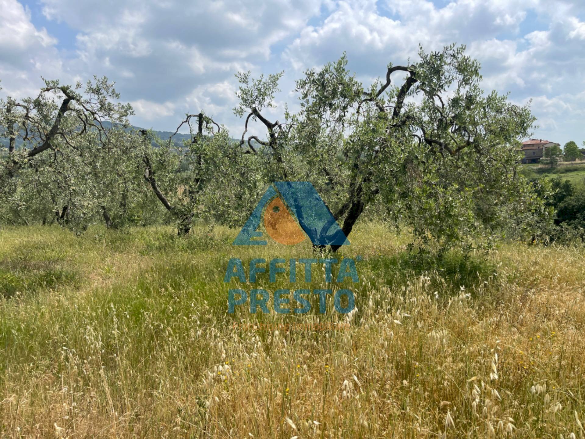 Foto 2 - Terreno agricolo Vinci - foto 2