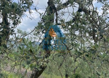 Foto 1 - Terreno agricolo Vinci - foto 1