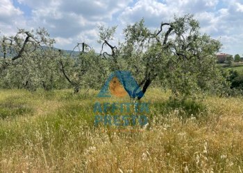 Foto 2 - Terreno agricolo Vinci - foto 2