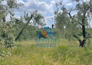 Foto 3 - Terreno agricolo Vinci - foto 3