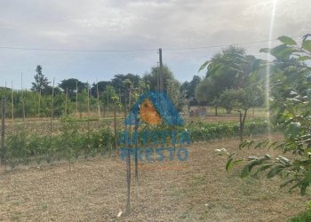 Foto 2 - Terreno agricolo Empoli - foto 2