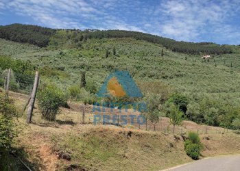 Foto 1 - Terreno agricolo Buti - foto 1