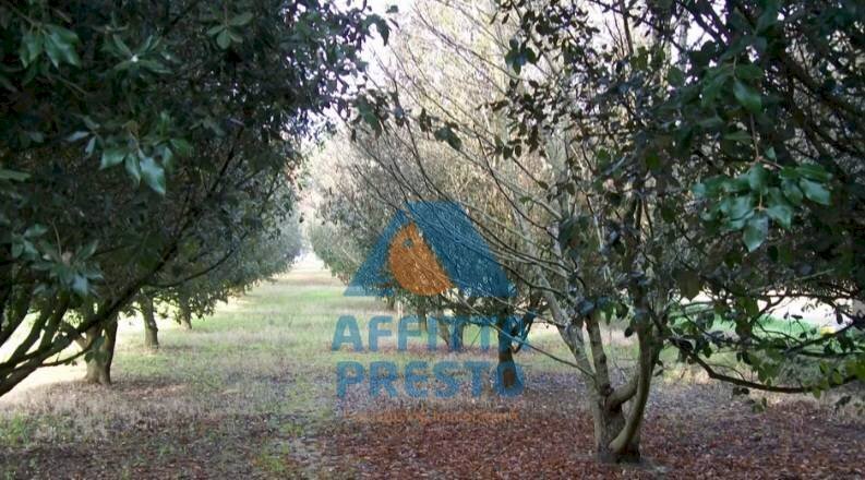 Foto 2 - Terreno agricolo Empoli - foto 2