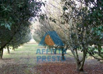 Foto 2 - Terreno agricolo Empoli - foto 2