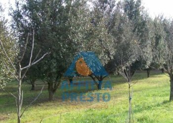 Foto 3 - Terreno agricolo Empoli - foto 3