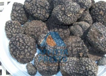 Foto 5 - Terreno agricolo Empoli - foto 5