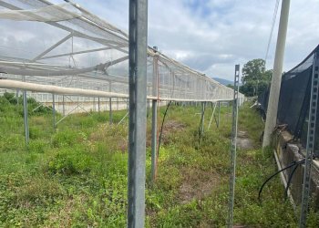 Foto 1 - Terreno agricolo regione prato grande albenga, Albenga - foto 1