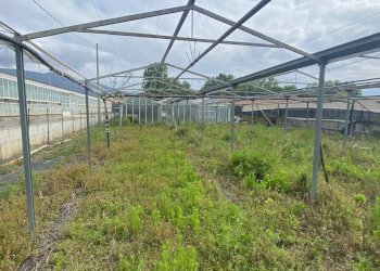 Foto 2 - Terreno agricolo regione prato grande albenga, Albenga - foto 2