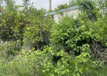 Foto 9 - Terreno agricolo regione prato grande albenga, Albenga - foto 9