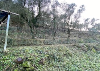 Foto 20 - Terreno agricolo San Fedele, Albenga - foto 18