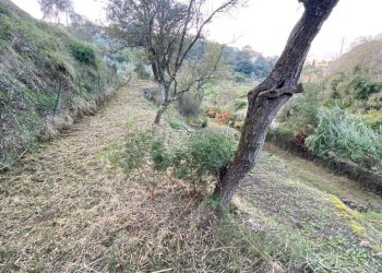 Foto 25 - Terreno agricolo San Fedele, Albenga - foto 23