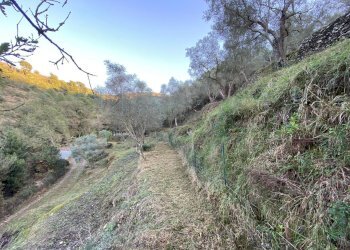 Foto 37 - Terreno agricolo San Fedele, Albenga - foto 35