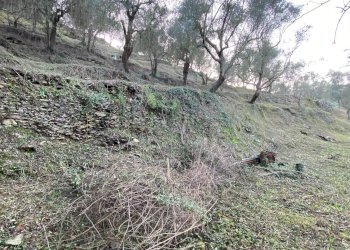 Foto 38 - Terreno agricolo San Fedele, Albenga - foto 36