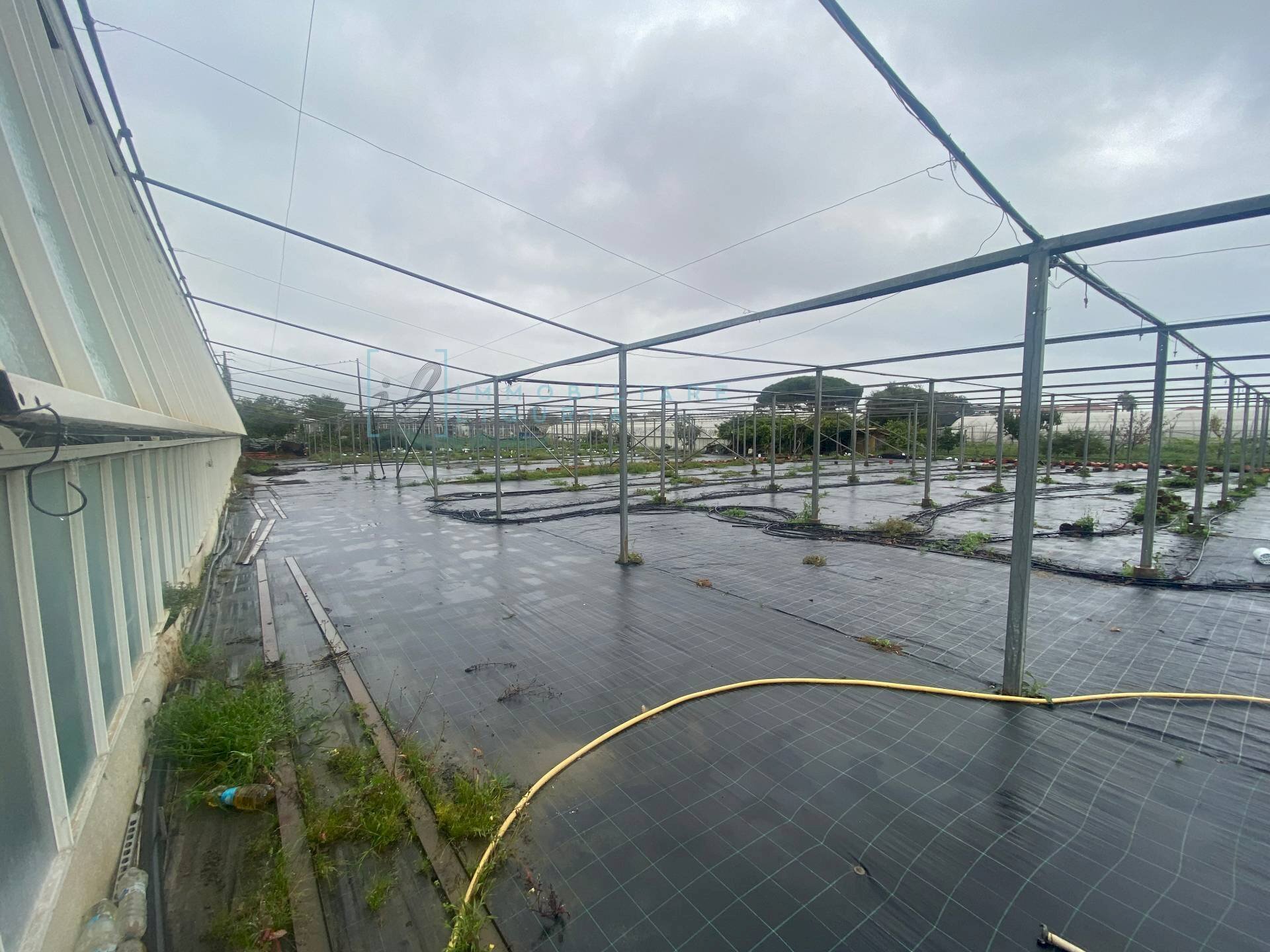 Foto 2 - Agricultural land Prato del Vescovo, Albenga - photo 2