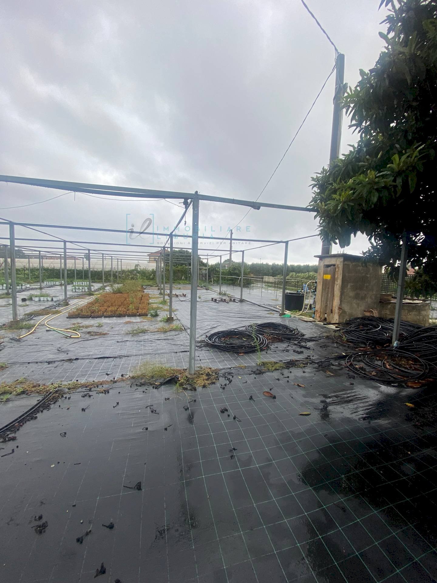 Foto 3 - Agricultural land Prato del Vescovo, Albenga - photo 3