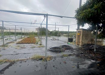 Foto 3 - Terreno agricolo Prato del Vescovo, Albenga - foto 3