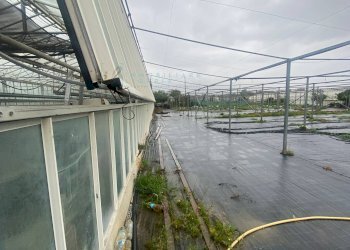 Foto 6 - Terreno agricolo Prato del Vescovo, Albenga - foto 6