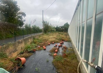 Foto 7 - Terreno agricolo Prato del Vescovo, Albenga - foto 7
