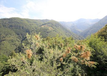 Foto 17 - Rustic Falmenta - Località Pettenigo, Valle Cannobina - photo 17