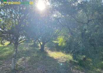 Foto 4 - Terreno agricolo via tommaso da cori, Palombara Sabina - foto 4