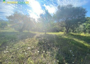 Foto 7 - Terreno agricolo via tommaso da cori, Palombara Sabina - foto 7