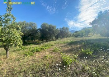 Foto 8 - Terreno agricolo via tommaso da cori, Palombara Sabina - foto 8