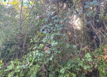 Foto 9 - Terreno agricolo via tommaso da cori, Palombara Sabina - foto 9