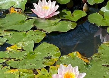 Foto 4 - Villa strada torre della fiora
 
7, Palombara Sabina - foto 4