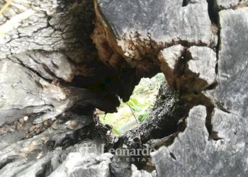 Foto 35 - Independent house via di coli e spezi, Massarosa - photo 32