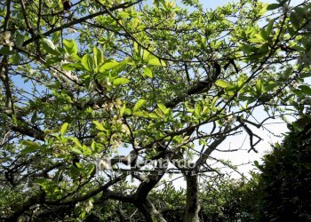 Foto 45 - Villa Via dell'asilo 1, Massarosa - foto 45