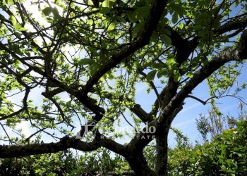 Foto 46 - Villa Via dell'asilo 1, Massarosa - foto 46