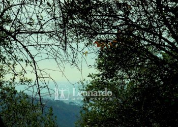 Foto 13 - Agricultural land Greppolungo, Camaiore - photo 12