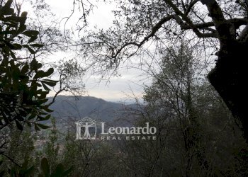 Foto 15 - Agricultural land Greppolungo, Camaiore - photo 14