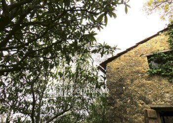 Foto 18 - Agricultural land Greppolungo, Camaiore - photo 17