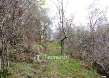 Foto 20 - Agricultural land Greppolungo, Camaiore - photo 19