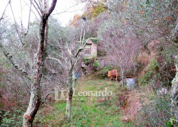 Foto 22 - Agricultural land Greppolungo, Camaiore - photo 21